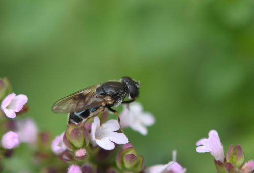 Cheilosia sp.